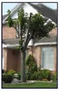 Improper Pruning: Tree Topping